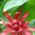 Calycanthus floridus P30